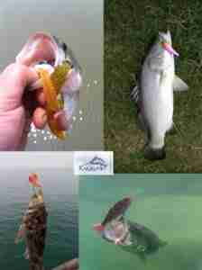 Read more about the article Fishing tackle Sourcing agent factory audits form china